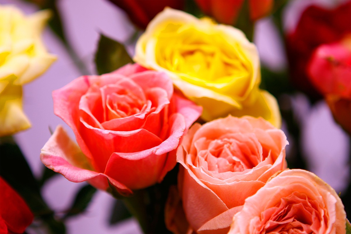 校园劳动周心得体会：体验劳动乐趣，感悟团队合作精神