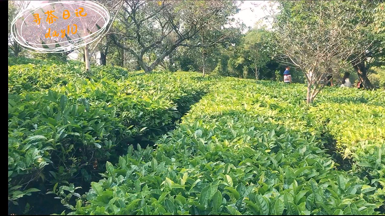 [图]寻找地道普洱NO.1——寻茶日记day10