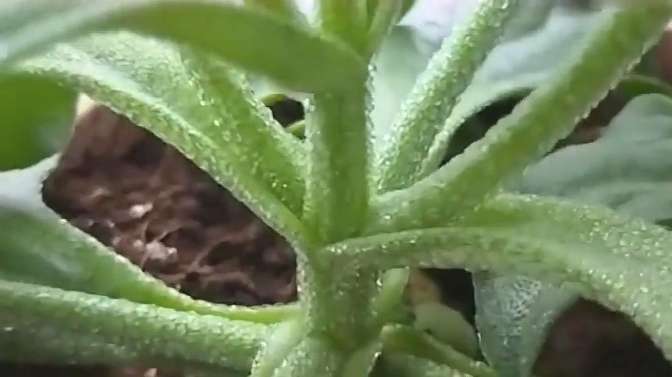 蔬菜瓜果种植技术,适合夏天种植和食用,一起来看吧!