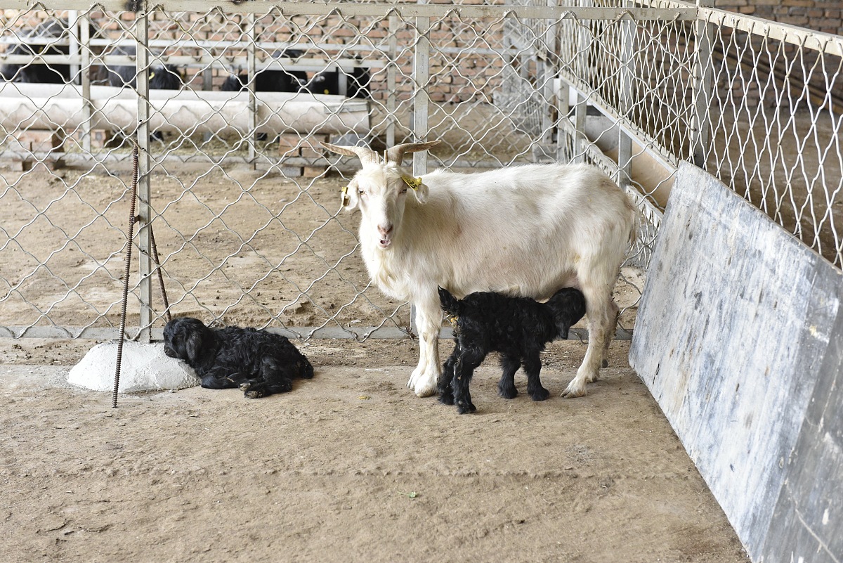克隆技术的发展