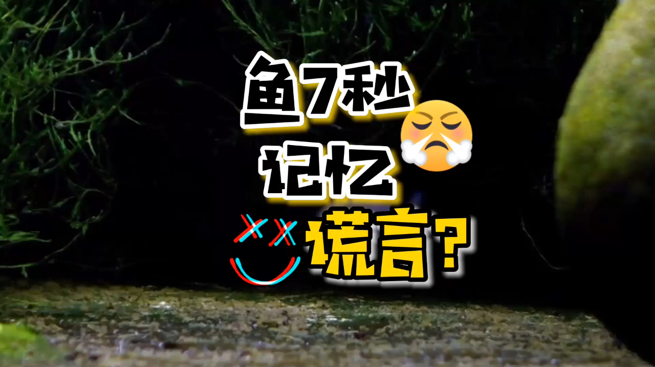 看完它,刷新我对观赏鱼的认知,鱼类和人类一样有智商也会社交