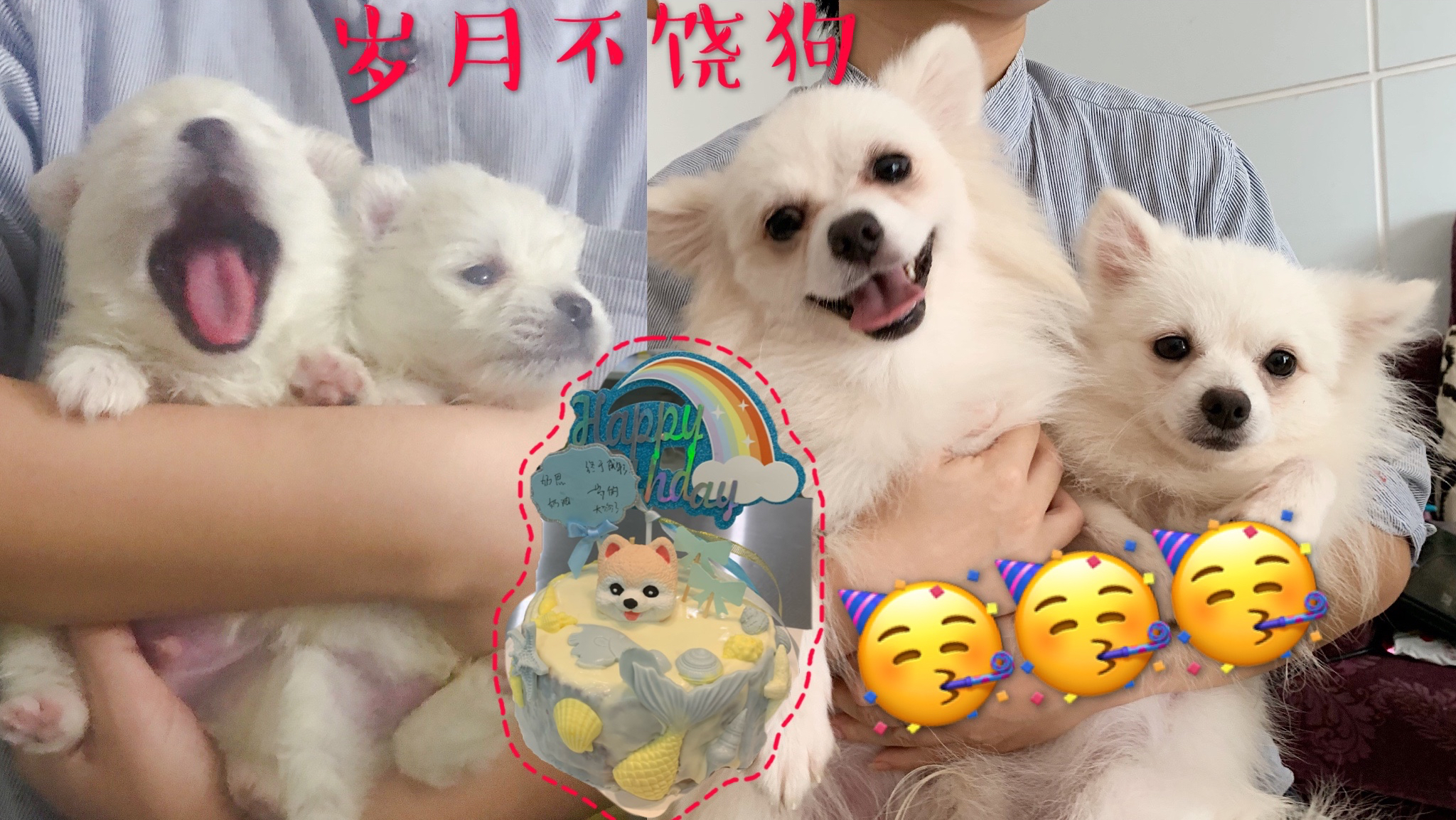 狗狗一岁生日,吃蛋糕时铲屎官突然想起它出生时的糗事,笑出了声