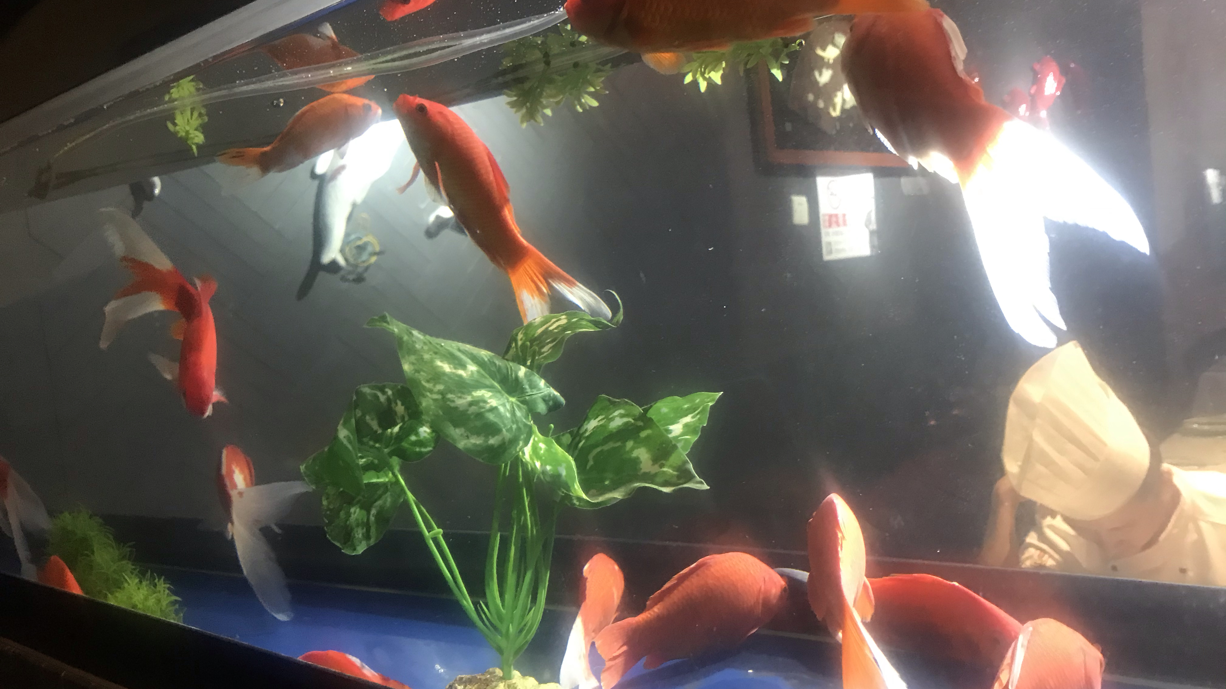 有了这个绝活,朋友们走哪都吃香,凌云给你已备好