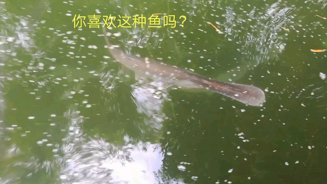鸭嘴鱼,大家快来看看吧