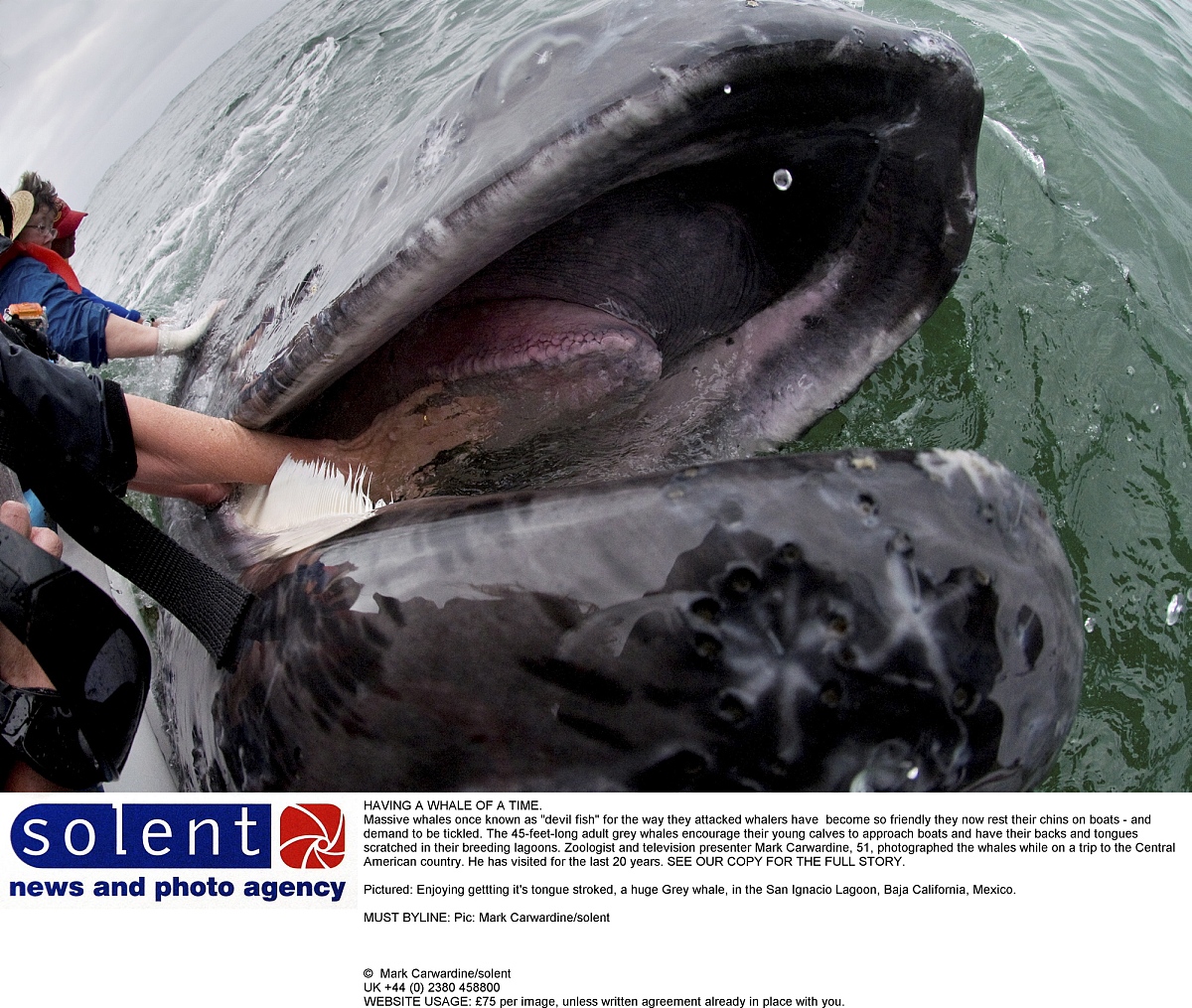 世界上最大的动物