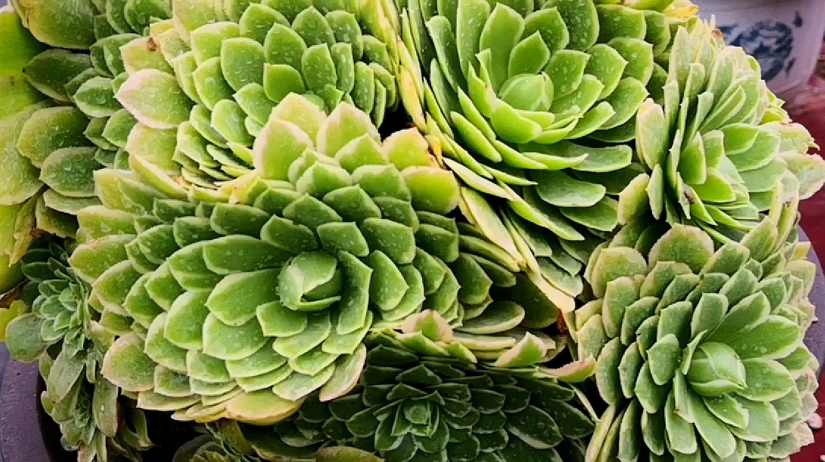 翡翠冰法师老桩竟然长成了球形,简直美爆了有木有?