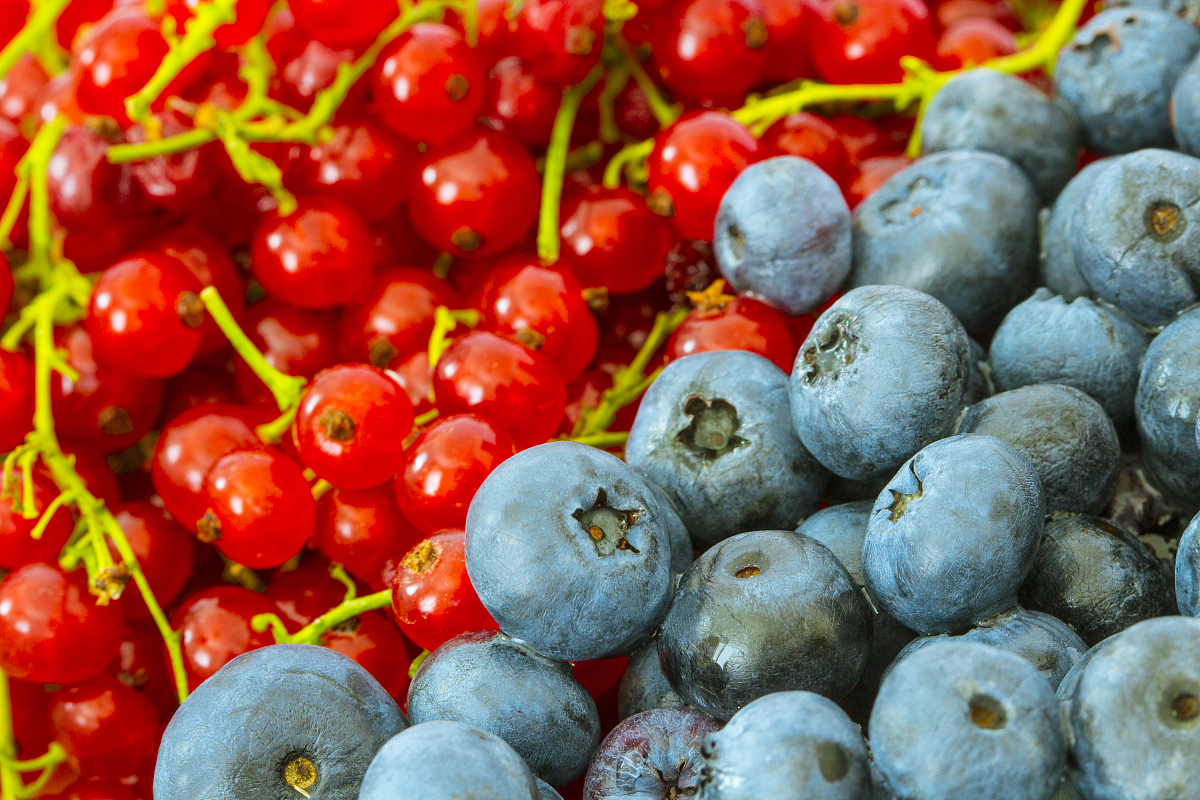 berry fruit