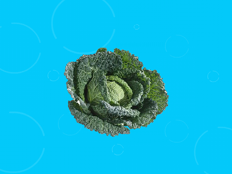 皱叶甘蓝别名皱叶洋白菜、皱叶圆白菜、皱叶包菜、皱叶椰菜