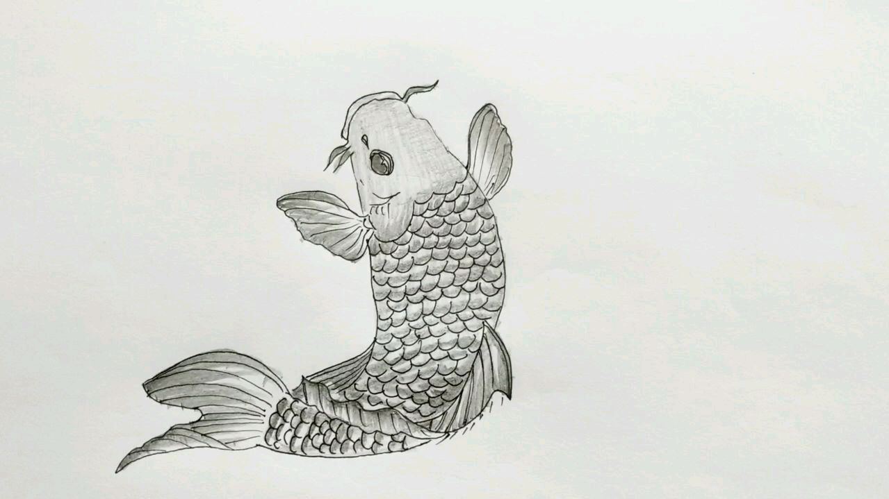 画个让大家都喜欢的大鲤鱼
