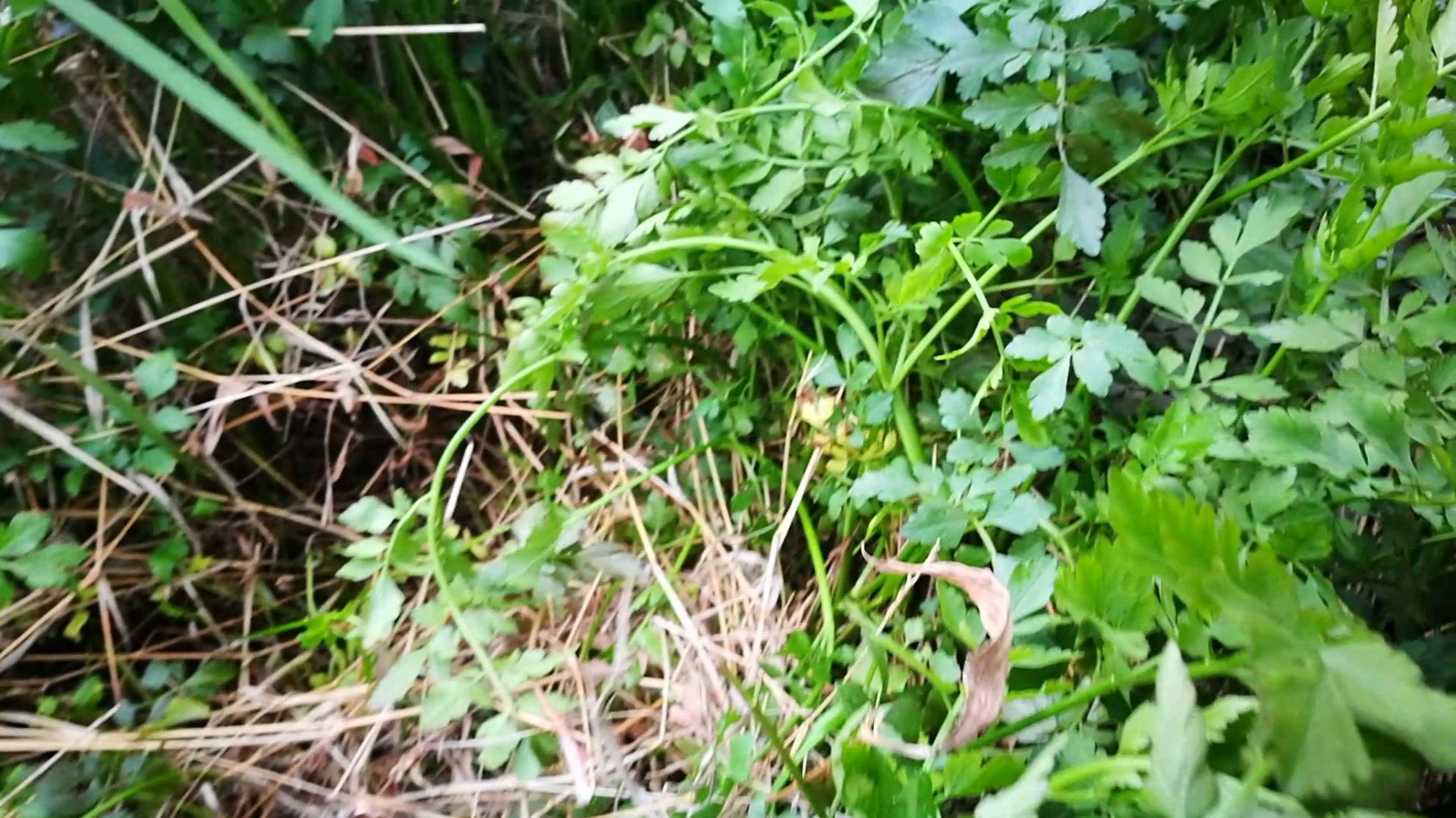 野生水生蔬菜,重点不仅是其味鲜美,而且还有很多药用价值