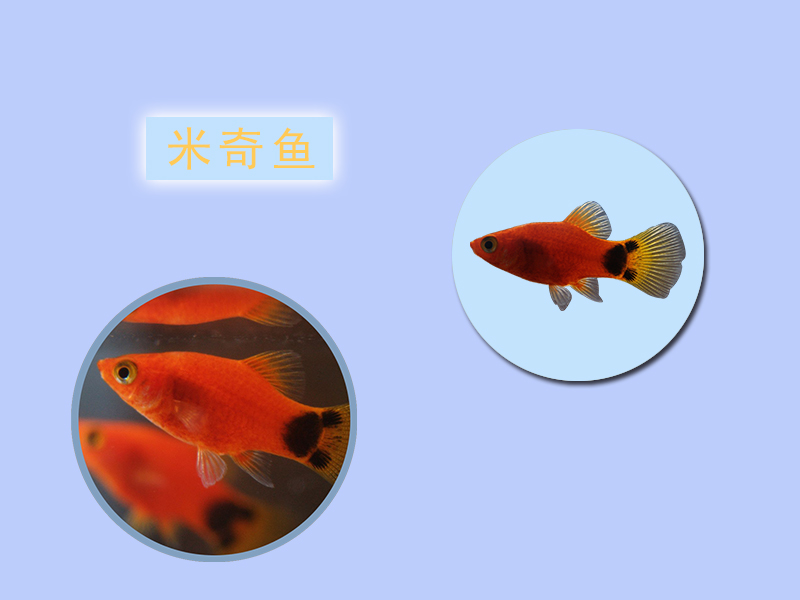 米奇鱼:一种由人工培育出的淡水观赏鱼类