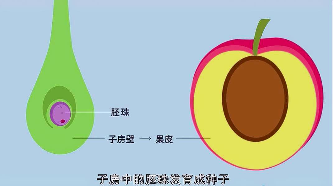 [图]植物的果实是怎样形成的?动画演示,果实形成的全过程!