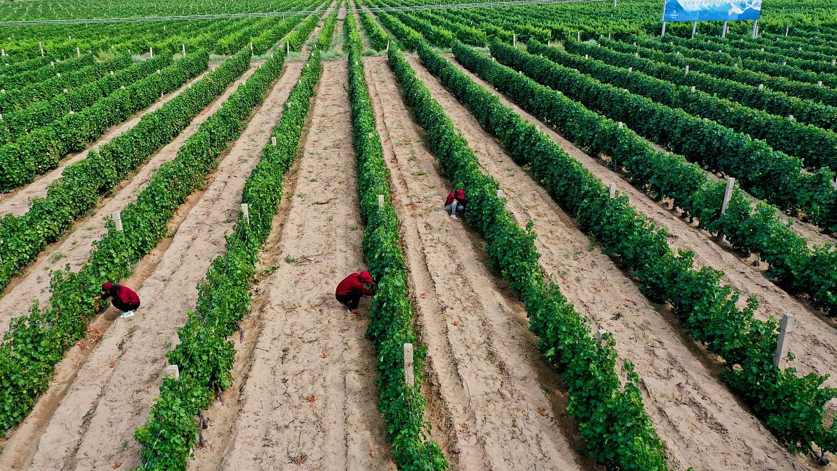 甘肃林业职业技术学院城镇规划专业怎么样？课程设置及就业前景分析