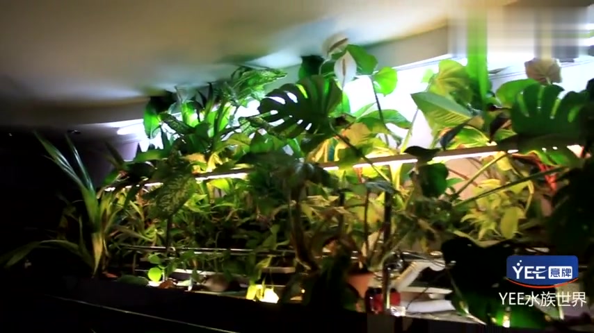 上面花草繁盛,下面猛兽云集:7吨级生态花草混养大型鱼缸太棒了