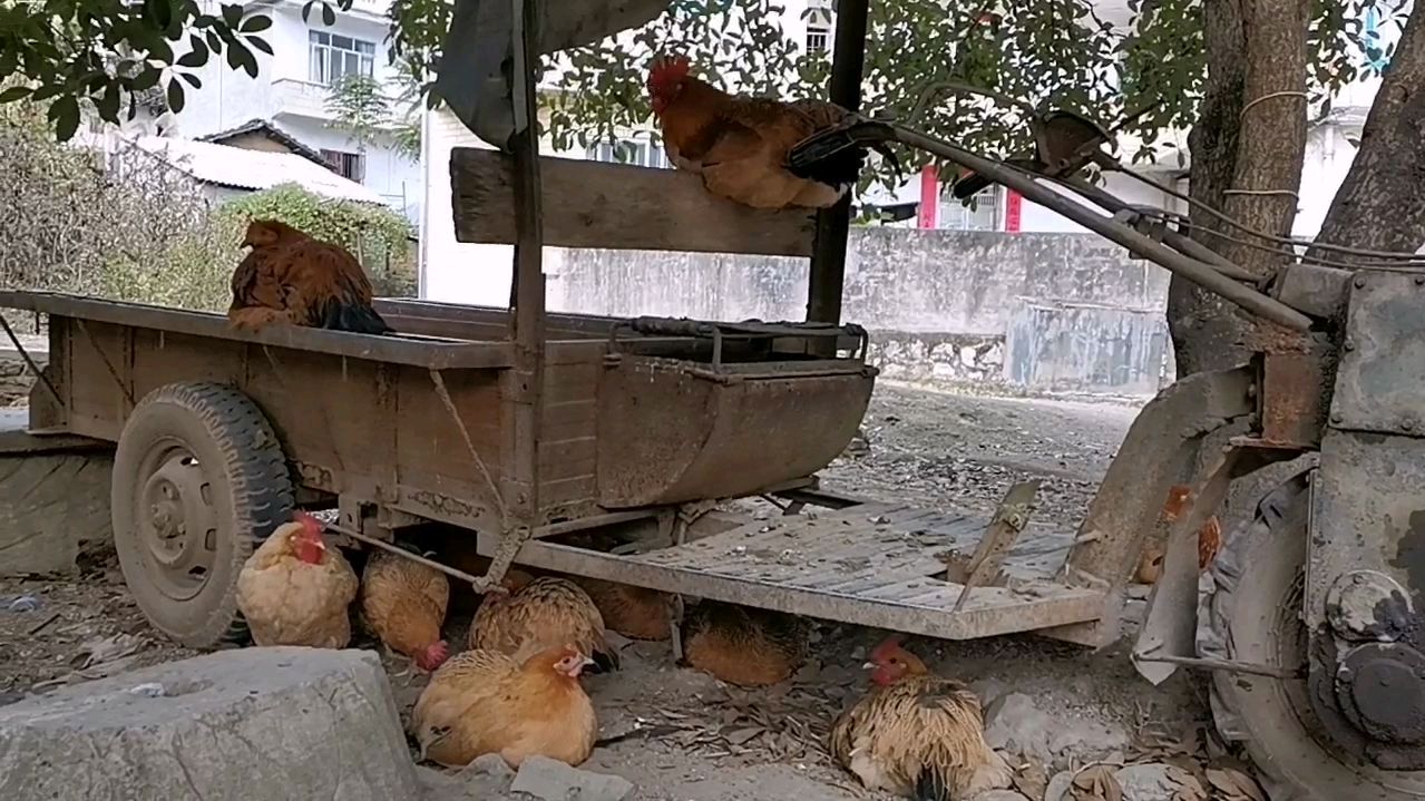 农村小伙花3千块买二手拖拉机,号称广西鸡公车,到底是啥拖拉机