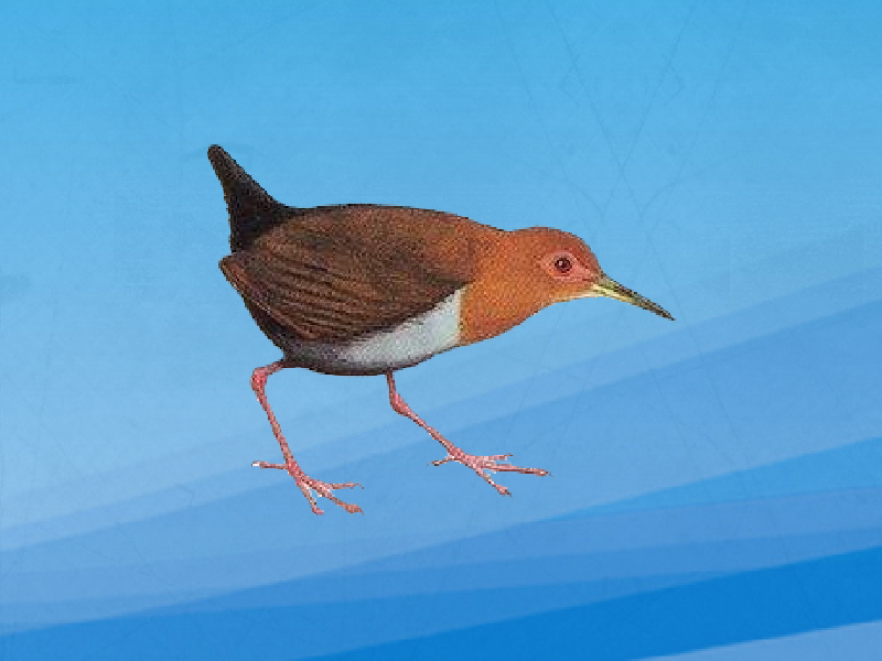 原来棕颈林秧鸡长这样