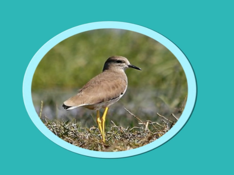 白尾麦鸡:鸻形目的一科