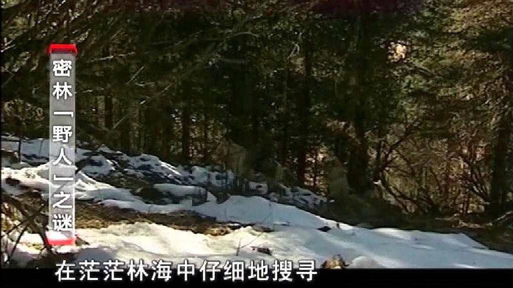 [图]X档案:男子穿过密林,黑影一闪而过,而后在雪地上看到奇怪脚印