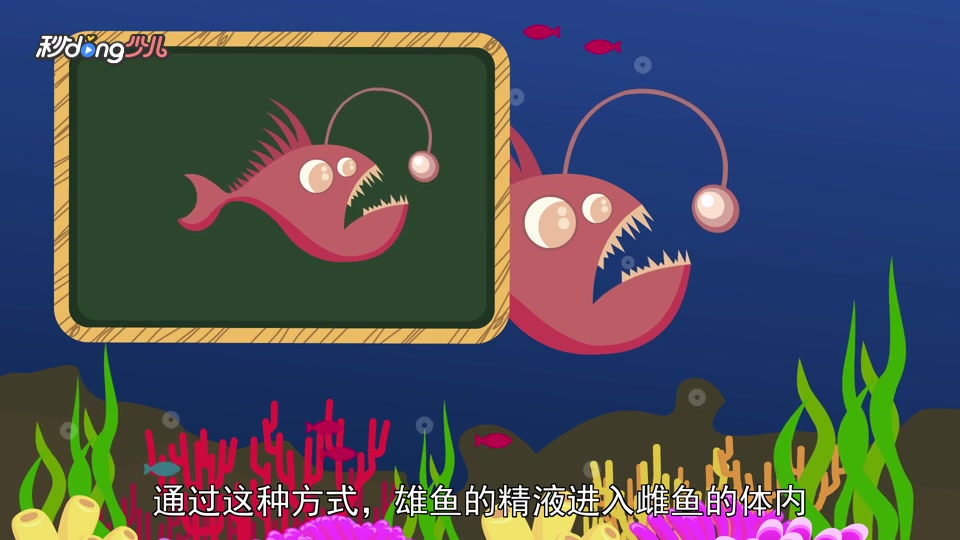 鮟鱇怎样交配?