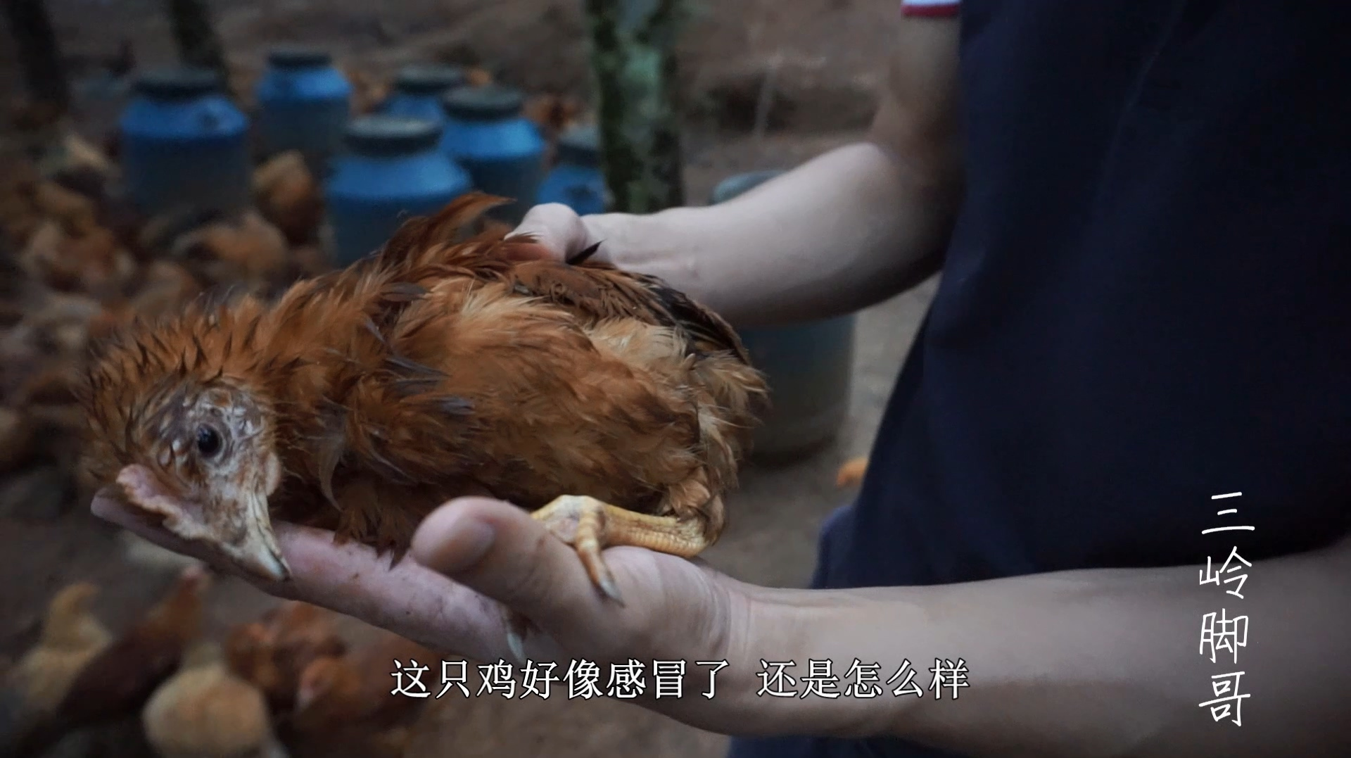 暴雨把鸡全淋湿,病死几十只鸡,脚哥想抢救垂危的小鸡能救活吗?