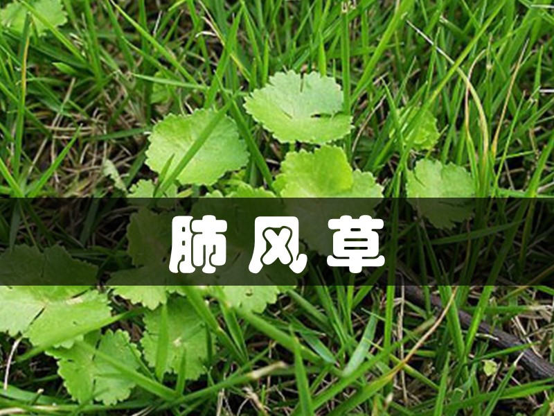 肺风草:肺筋草(学名:薄片变豆菜)也称肺经草,多年生草本
