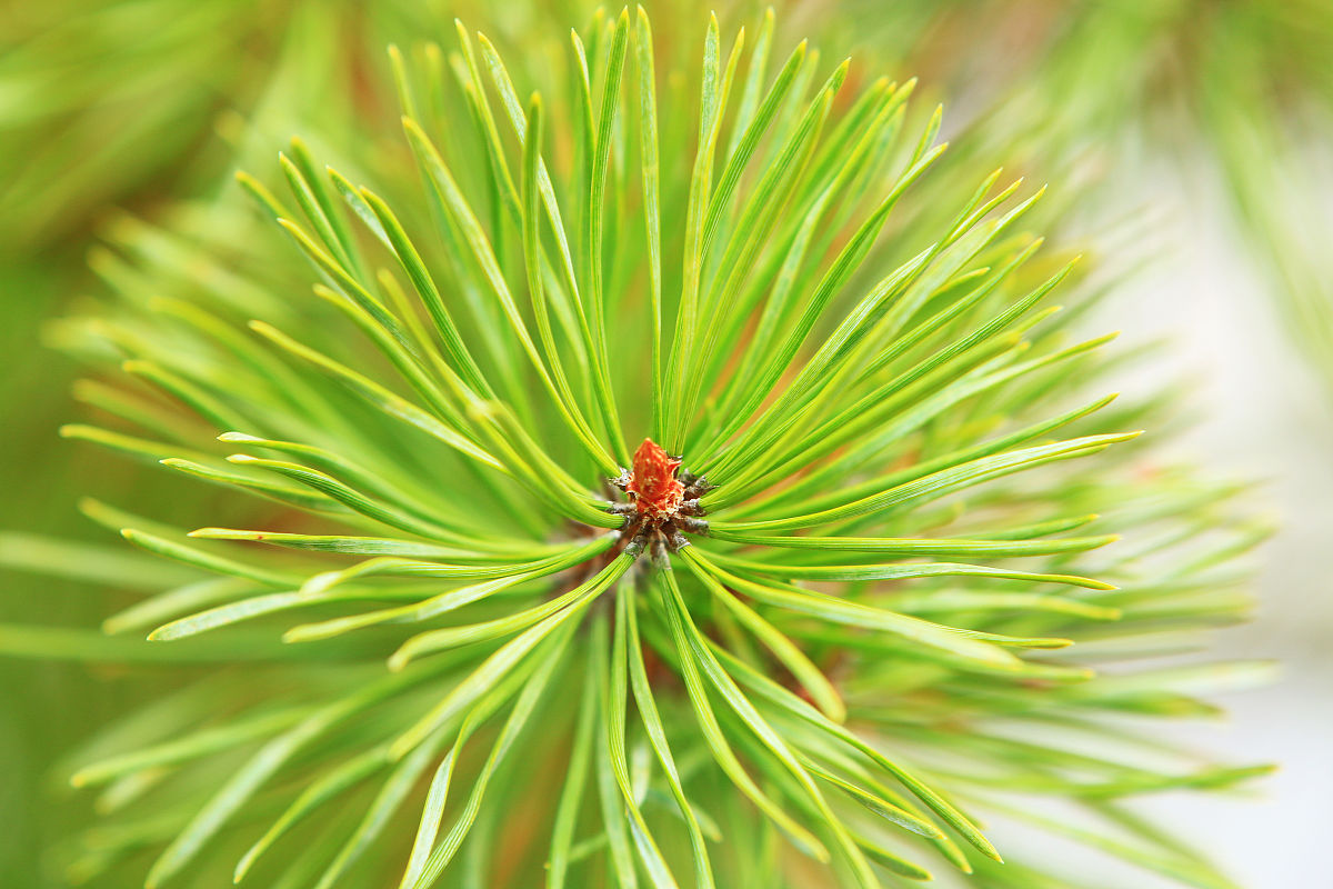 双松片对心律失常的治疗效果