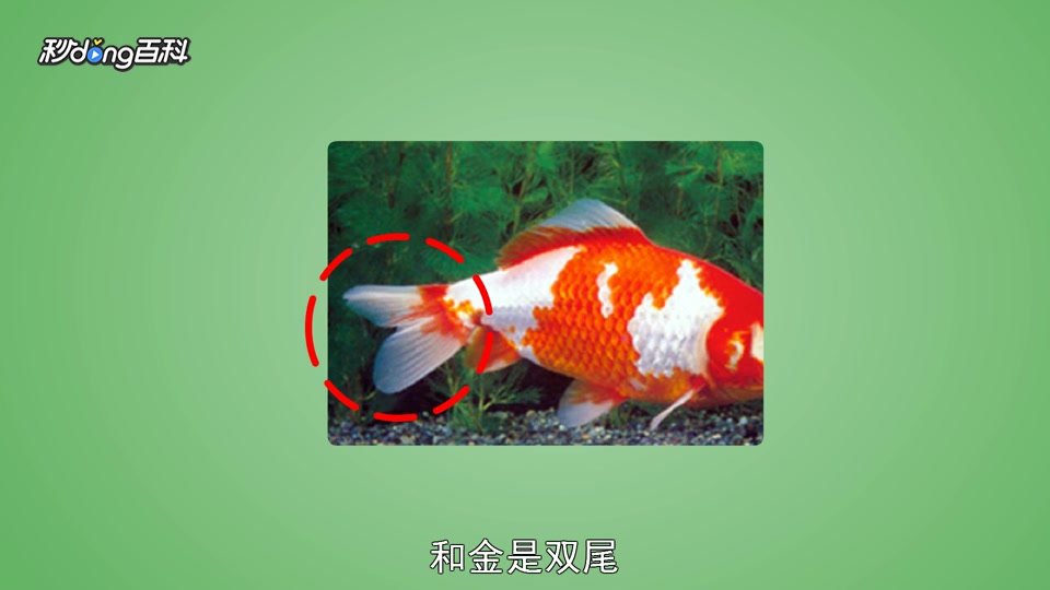 原来和锦长这样