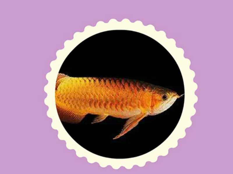 齿蝶鱼:通常体长80-120毫米