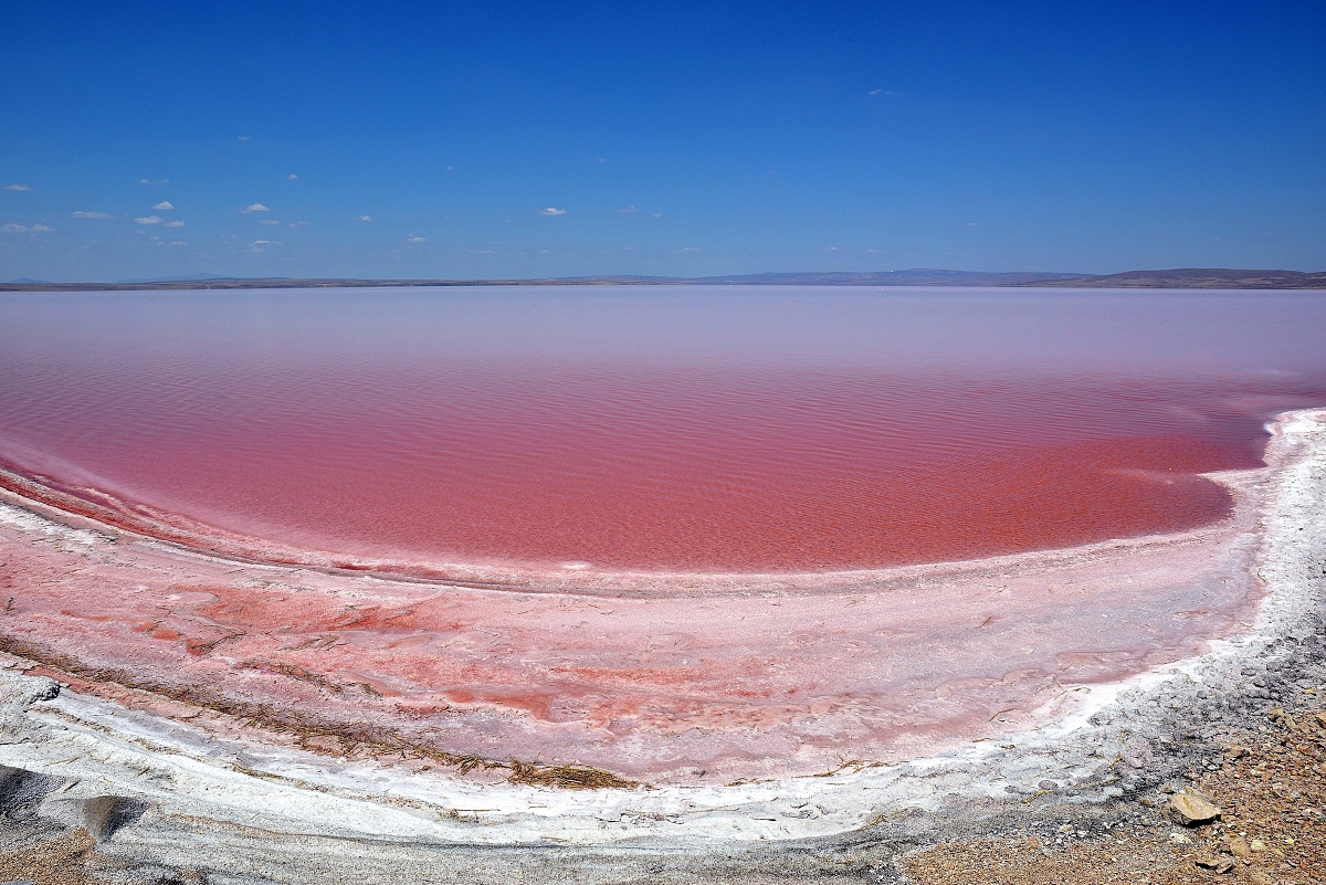 请提取出这段话的关键点要求简明扼要、分点经查阅文献得有关磺胺甲噁唑对微藻的毒性研究主要集中于淡水藻种而磺胺甲噁唑对海洋微藻生长抑制的研究报道较少。Borecka等10的研究表明盐度会影响磺胺类抗生素对普通小球藻的毒性盐度增加3ppt、6ppt与9ppt会导致磺胺类抗生素毒性的降低。由此推测由于海水与淡水的盐度差异明显海洋微藻对磺胺甲噁唑的毒性效应必然不同于淡水微藻所以直接利用磺胺甲噁唑对淡水微藻的