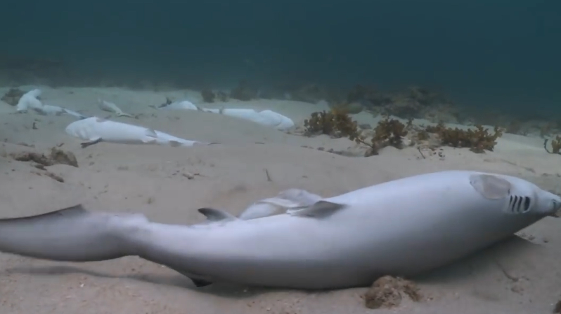 人类砍掉鲨鱼鳍,只为满足口欲的鱼翅,归入大海的鲨鱼能活多久?