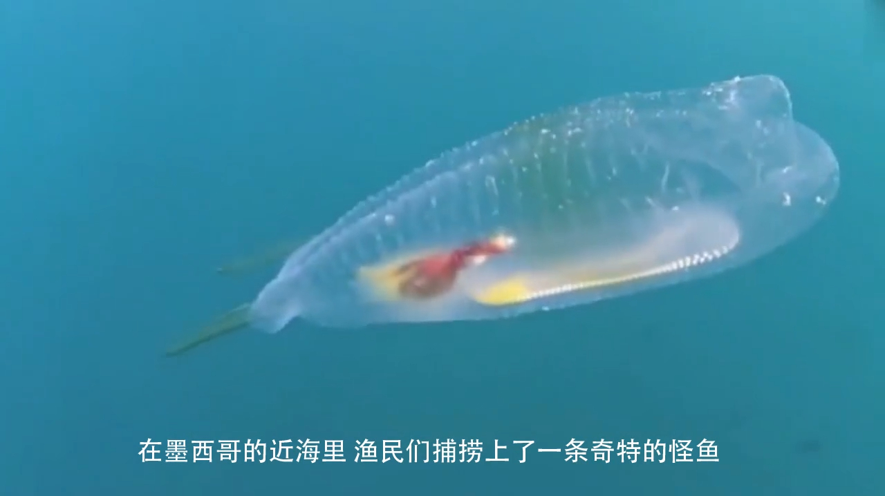世界上最没隐私的鱼,骨骼内脏清晰可见,太神奇了!竟觉得好好看