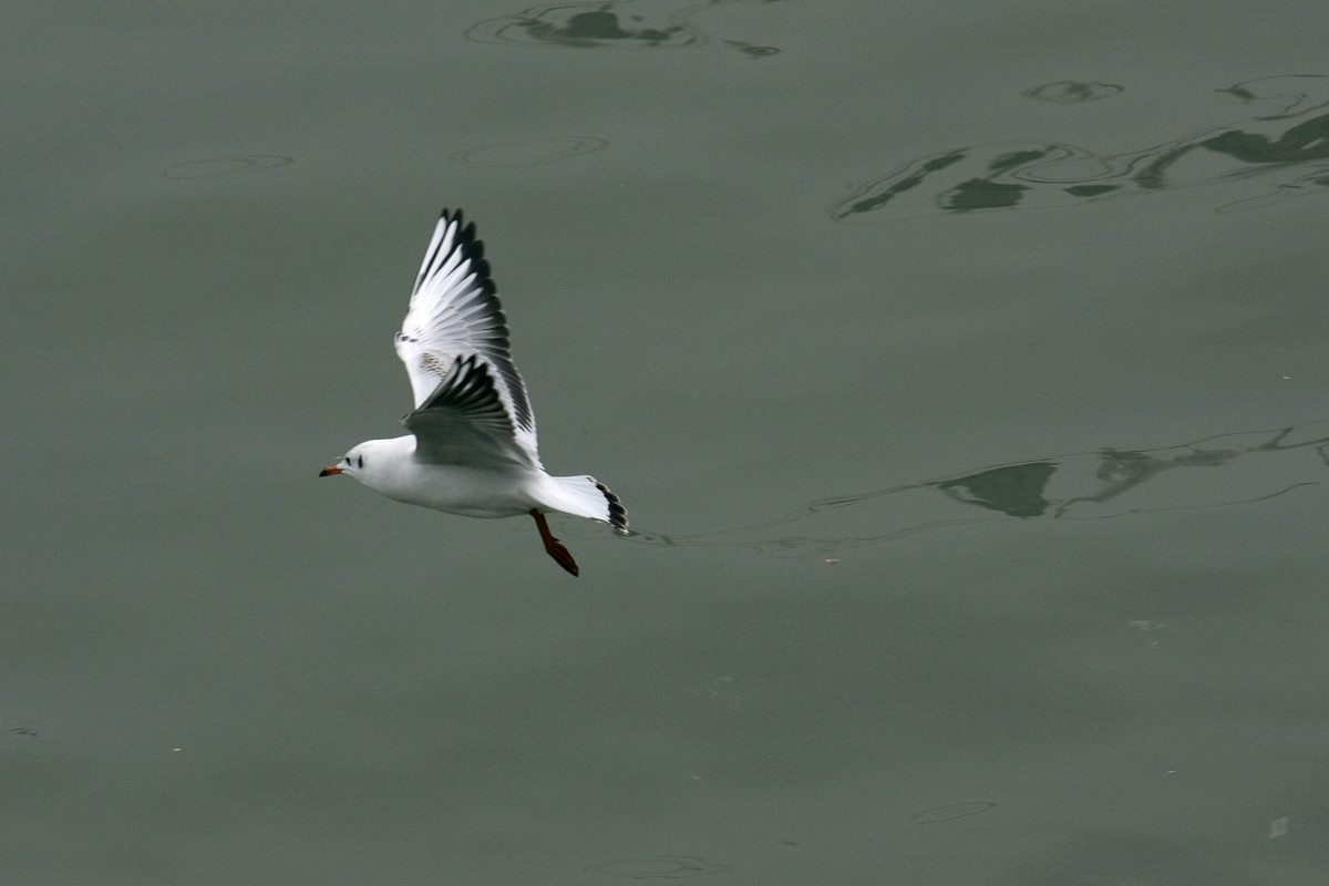重庆三峡医药高等专科学校热门专业：临床医学、药学等