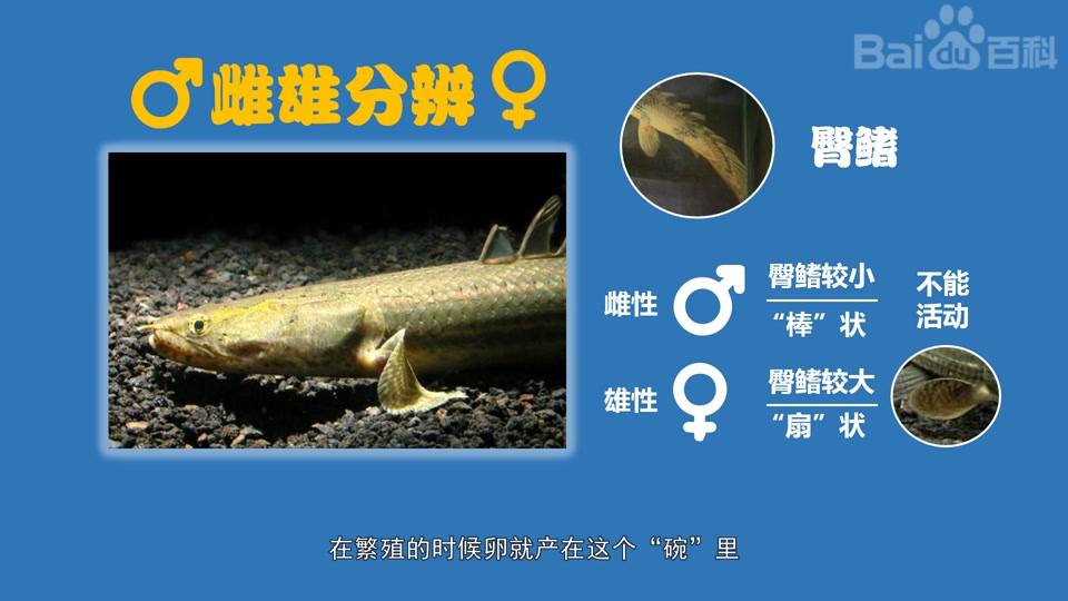 鳄鱼恐龙王