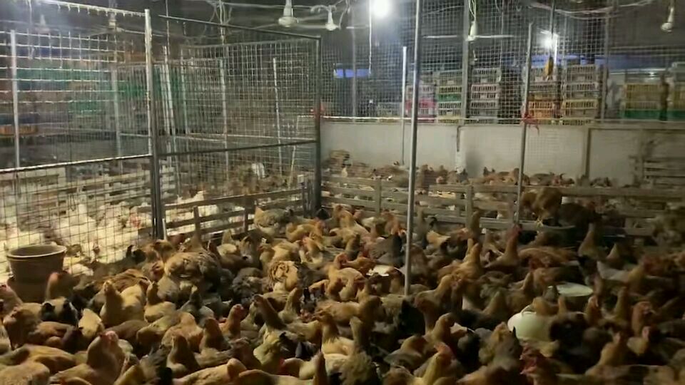 养殖:别人的养鸡场都是安装水帘给鸡降温,没办法这里只能安装吊扇