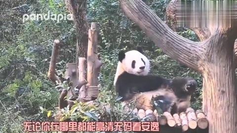 新的一年熊猫宝宝的歌曲总结,精辟搞笑,圈罗各种笑料!