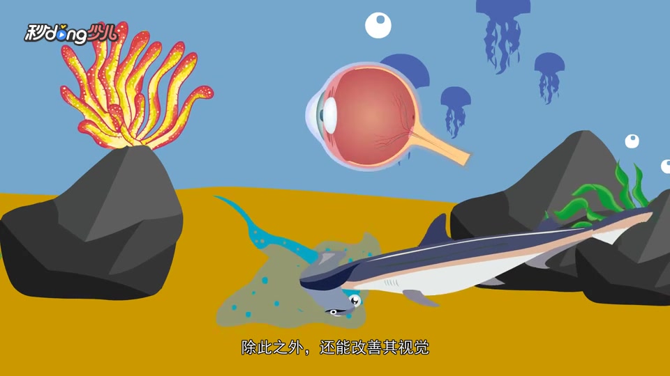 双髻鲨的“锤子”有什么用?