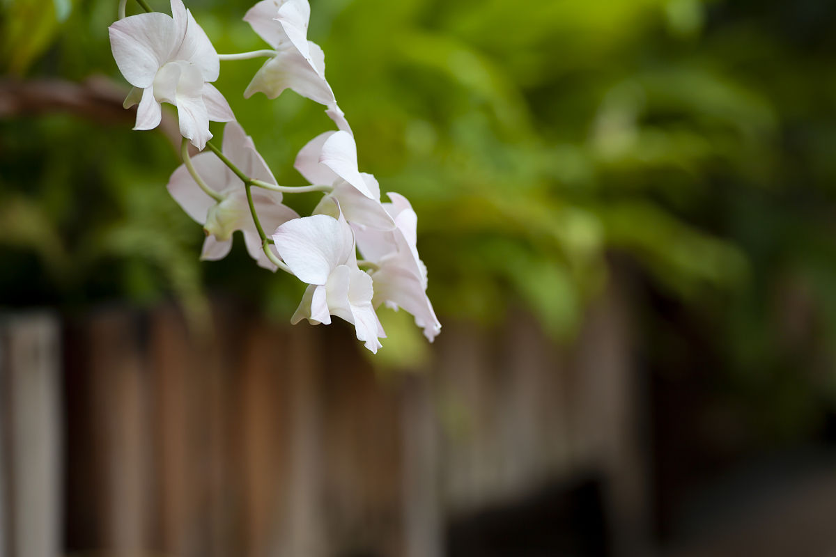 2010年1月29日,泰国的那些花儿石斛兰和鸡蛋花.