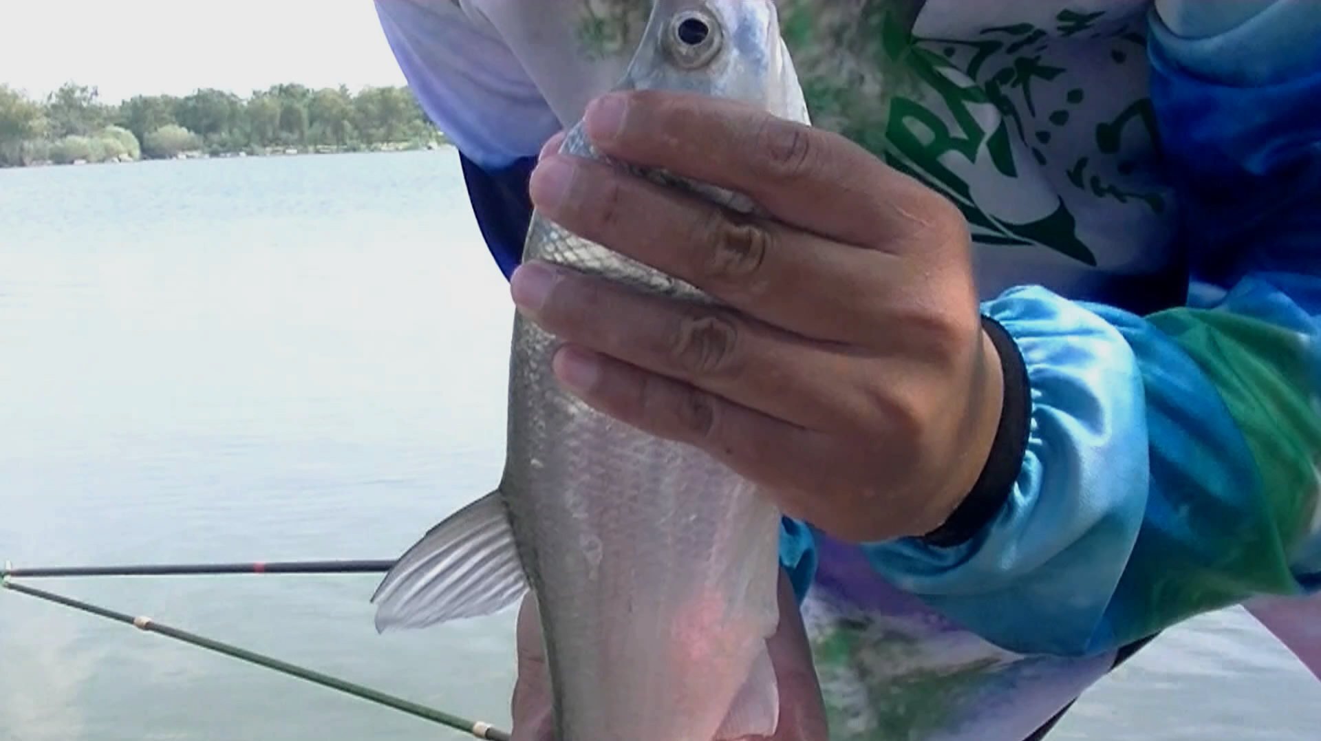 高清漂相看小伙水库钓鱼,大翘嘴鳊鱼鲫鱼鲤鱼轮番上钩,真过瘾!