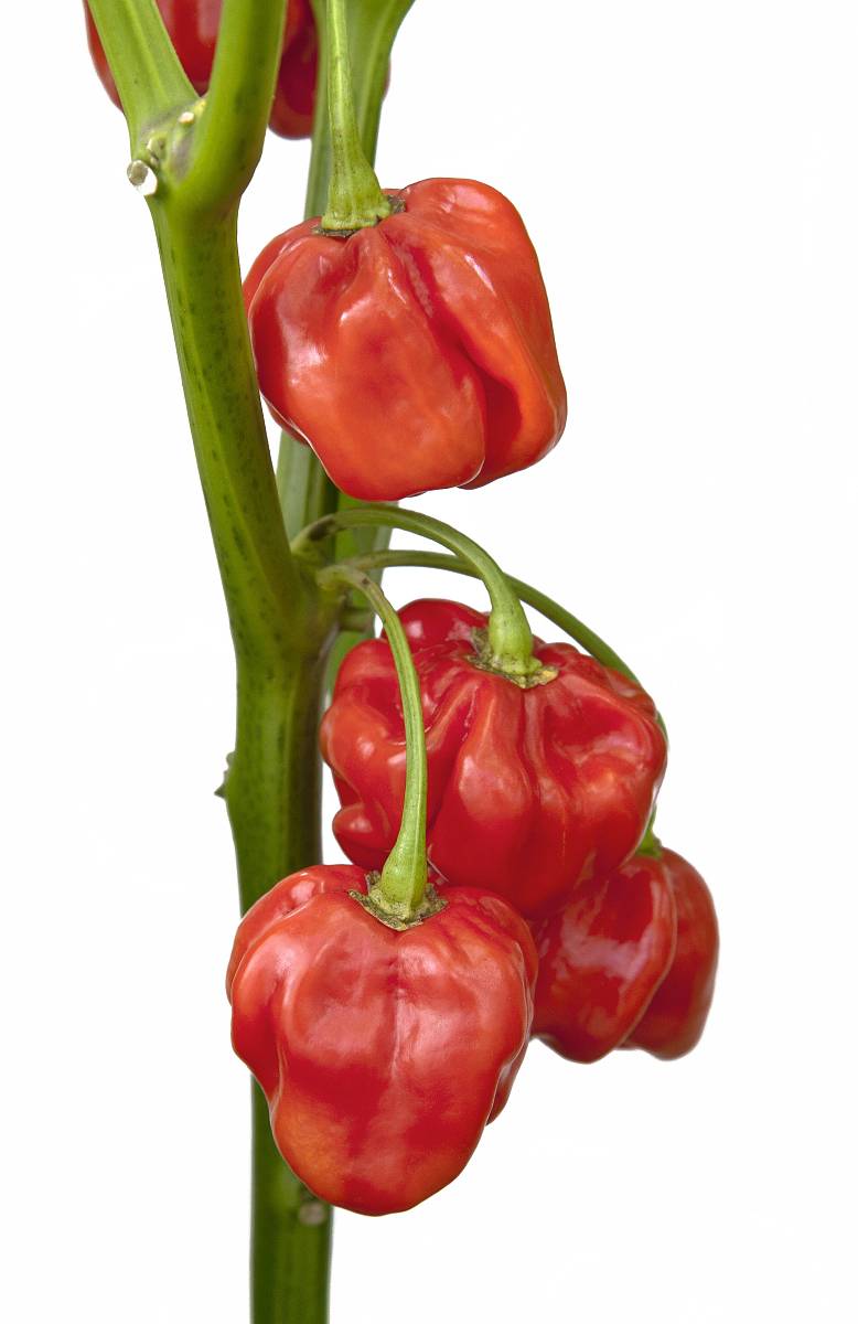 植物POD酶活性计算公式及实例解析