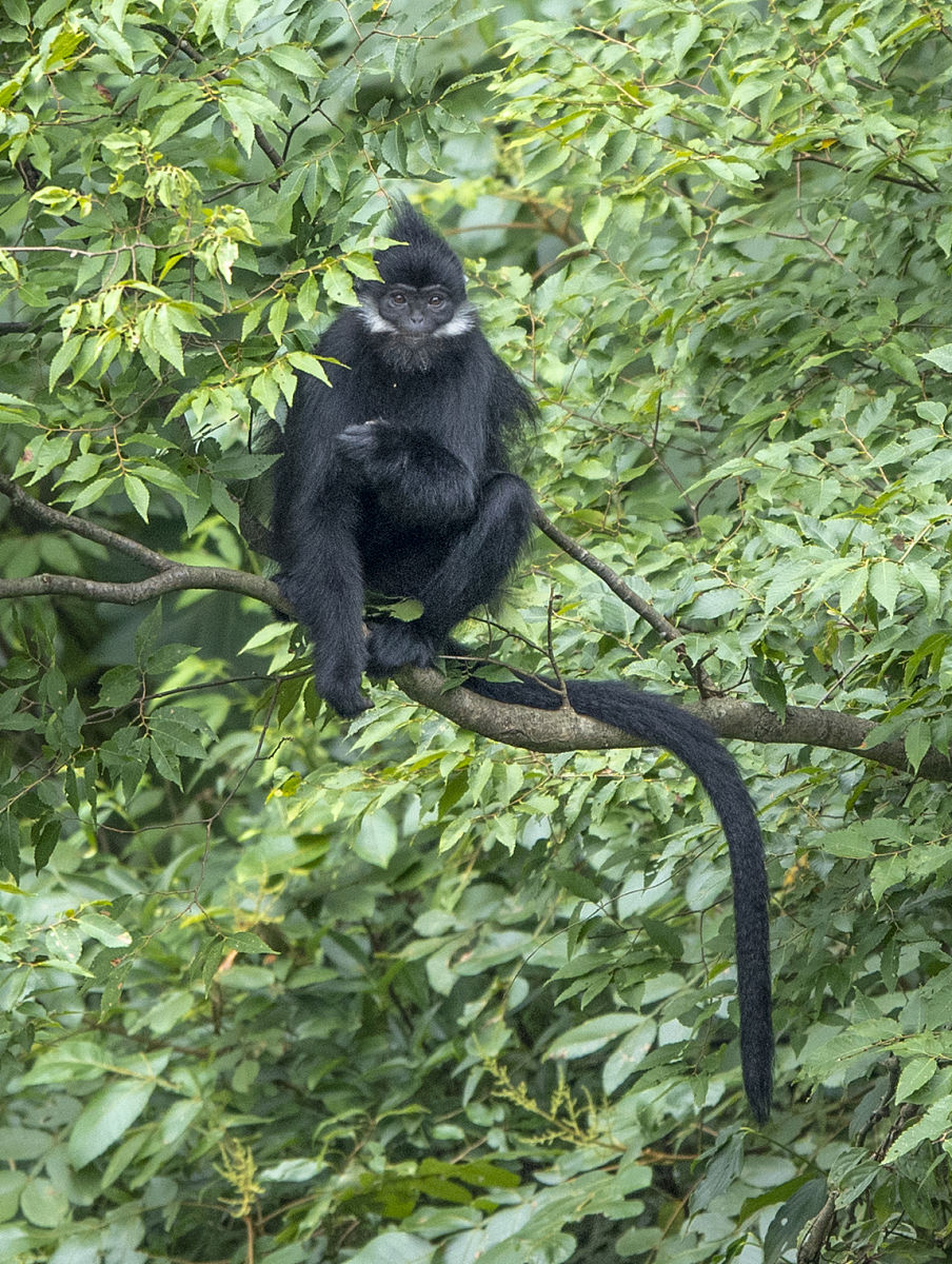 随着数字技术的提升和发展野生动物保护的方案不再局限于传统的野 生动物保护法律政策和野生动物保护区的建设。因此为推动重庆市数字林业和生态文明建设贯彻绿水青山就是金山银山的发展理念助力重庆市野生 动物保护工作解决目前国内平台缺乏区域特色服务质量参差不齐的问题本课题对重庆市野生动物保护资源共享平台的设计与实现展开了深入研究精简到二十个字以内