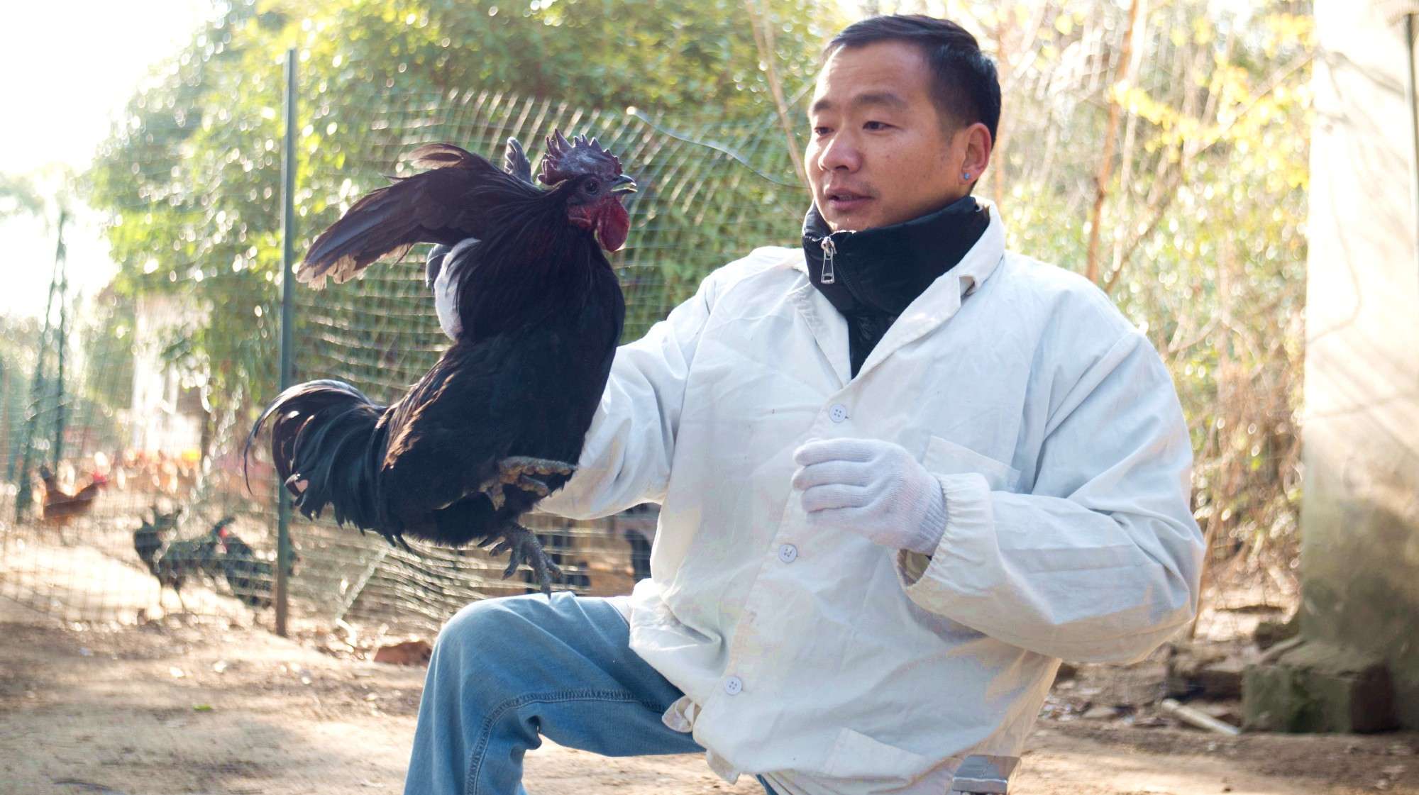 仔鸡和老公鸡总分不清?养鸡场涛哥教你识别公鸡年龄!一招搞定哦