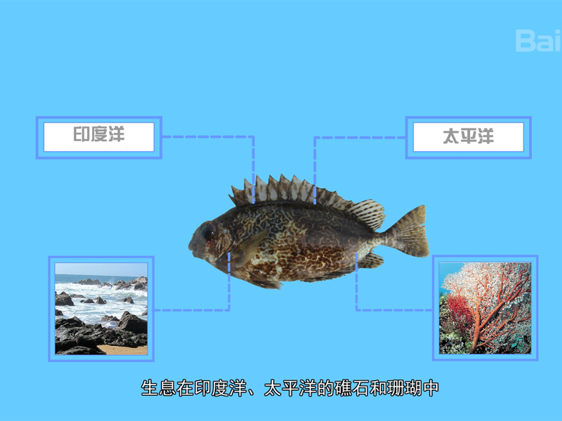 泥猛鱼:猛又名褐篮子鱼