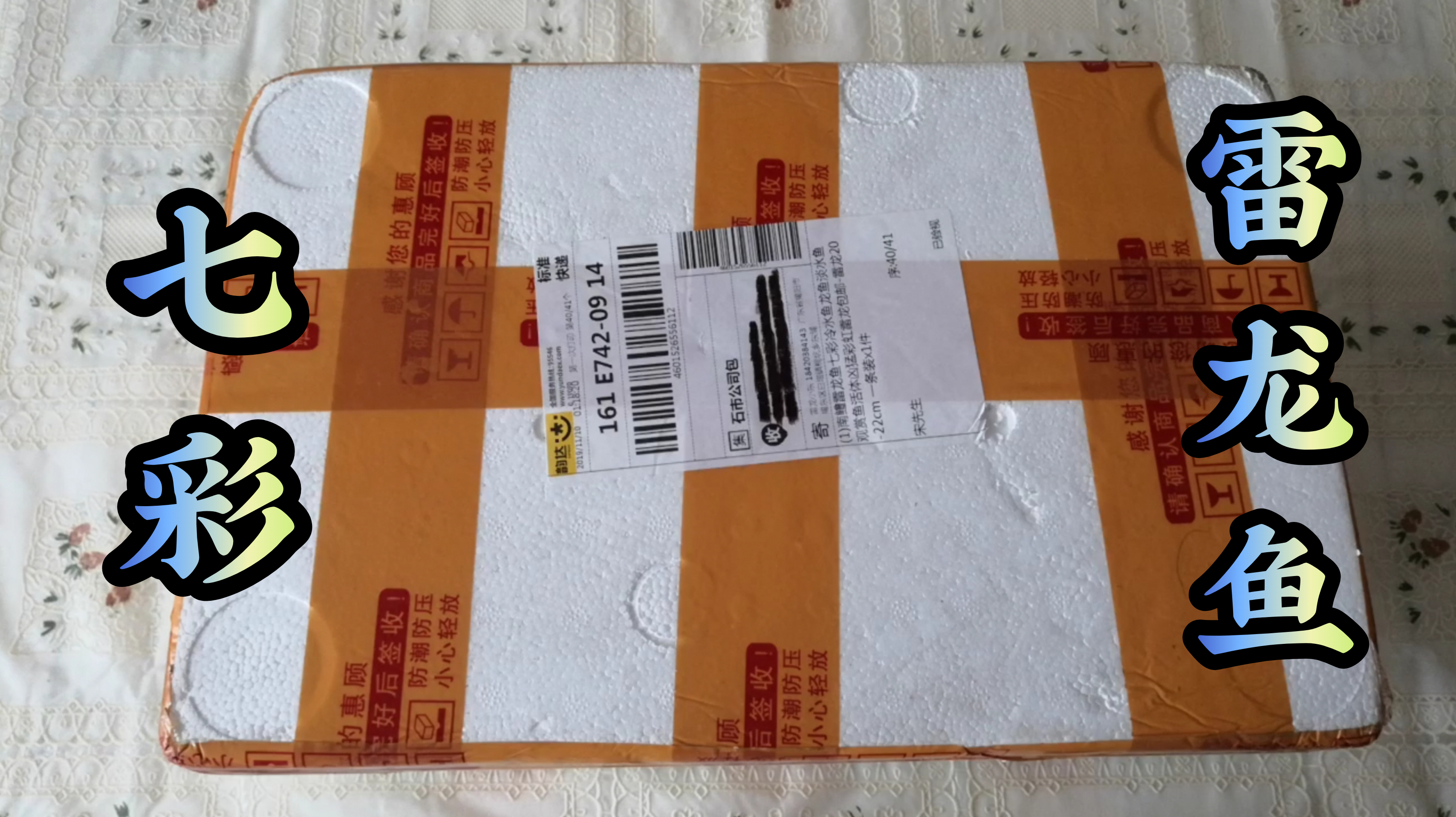 网购1条七彩雷龙鱼,20多公分长,能跟什么鱼混养呢?