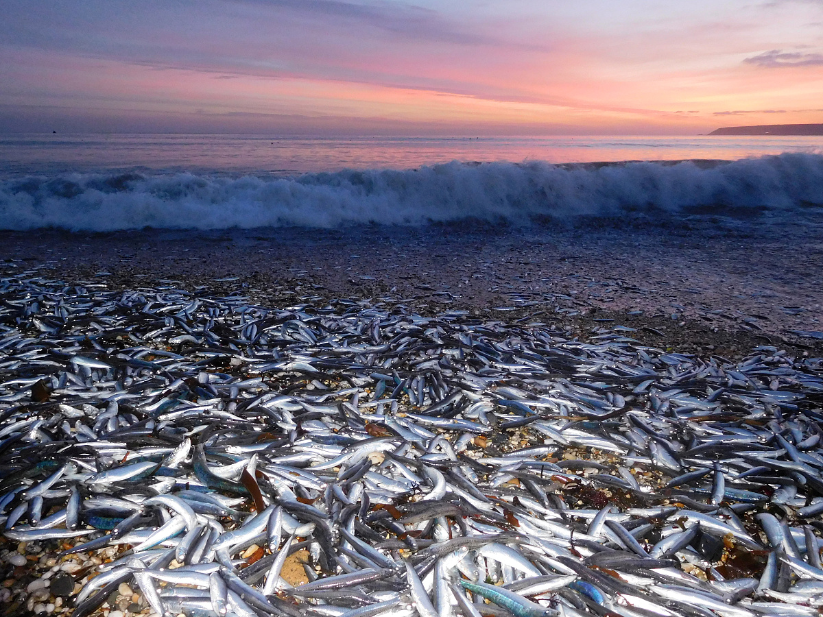 SC和HCP致密度分析：图解与计算步骤