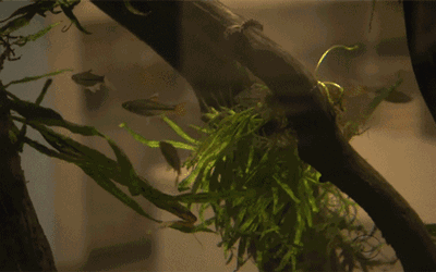 狂砸250億!亞馬遜花7年時間建造辦公室,員工們搶著要加班!