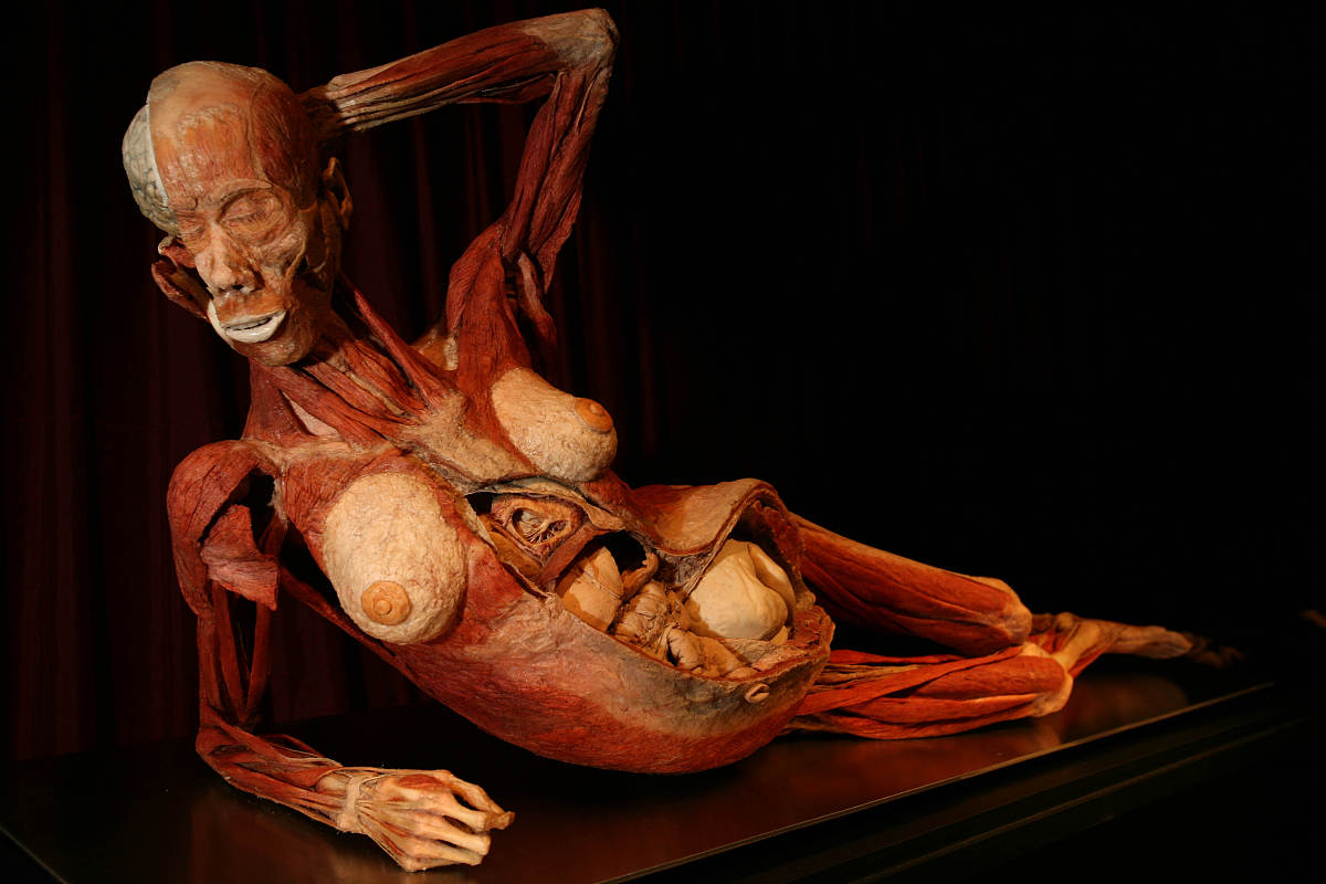 gunther von hagens' controversial body worlds exhibition at the 