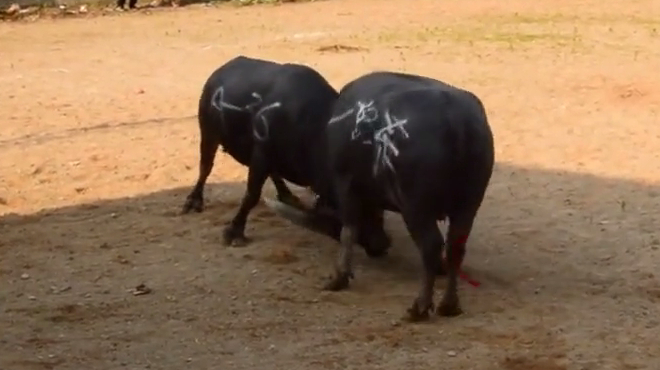 农村斗牛:这头牛遇到一路战斗,用雄厚的实力击退对手