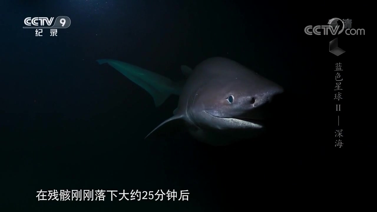 抹香鲸的尸体沉落海底,招来穷凶极恶的鲨鱼,它们的眼神萌到了我