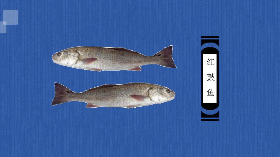 「秒懂百科」一分钟了解红鼓鱼