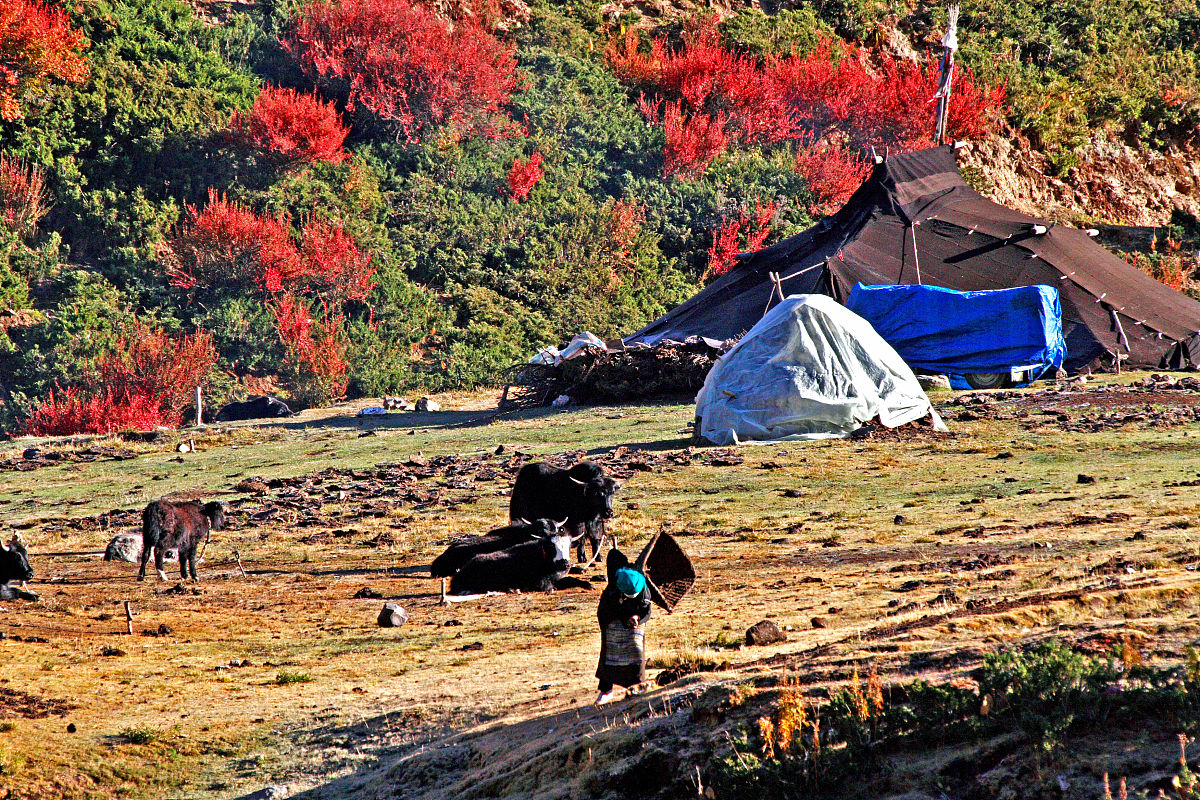 西藏林芝九五六医院帮我用210字详细描述